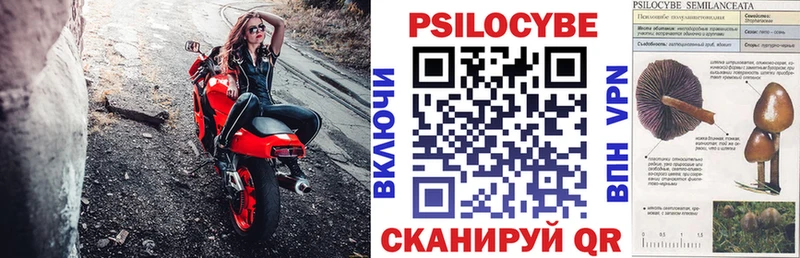 где можно купить Вихоревка Псилоцибиновые грибы Cubensis